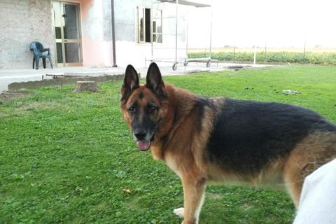 Big Rex